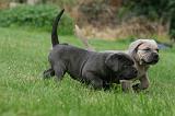 CANE CORSO 1053